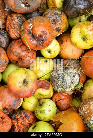 Pile de pommes pourries en automne Banque D'Images