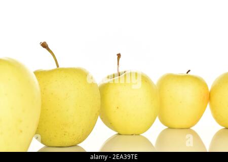 Plusieurs pommes aromatiques douces entières, mûres de couleur jaune et savoureuses, sur fond blanc. Banque D'Images