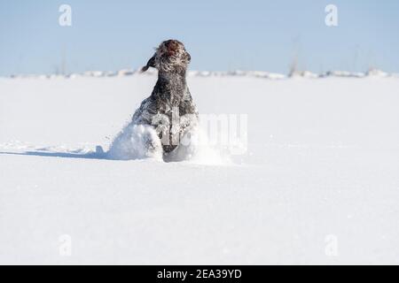 À l'ordre donné, le chien court sauter sur la neige profonde. Le pointeur allemand à poil dur est le chien idéal pour la chasse au gibier sauvage. Vue avant. Banque D'Images