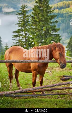 Le cheval se grise dans un pâturage de montagne où, après la pluie, les pâturages verts dans la zone alpine des Carpates sont couverts d'une mer de brouillard. Banque D'Images