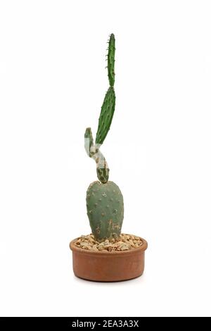 Le cactus de poire pirickly Opuntia en pot de terre cuite isolé sur arrière-plan blanc Banque D'Images