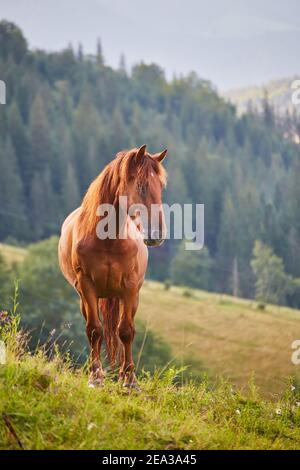 Le cheval se grise dans un pâturage de montagne où, après la pluie, les pâturages verts dans la zone alpine des Carpates sont couverts d'une mer de brouillard. Banque D'Images
