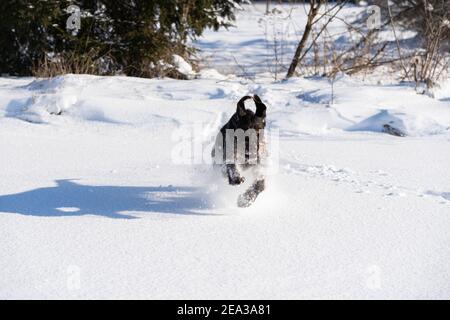 À l'ordre donné, le chien court sauter sur la neige profonde. Le pointeur allemand à poil dur est le chien idéal pour la chasse au gibier sauvage. Vue avant. Banque D'Images