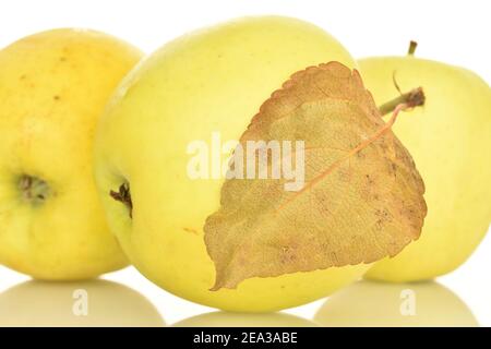 Plusieurs pommes aromatiques douces entières, mûres de couleur jaune et savoureuses, sur fond blanc. Banque D'Images