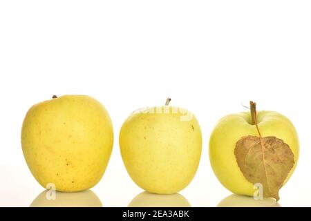 Plusieurs pommes aromatiques douces entières, mûres de couleur jaune et savoureuses, sur fond blanc. Banque D'Images