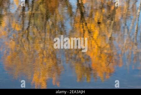Arbres d'automne orange flous reflétés dans le lac. Banque D'Images