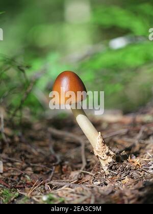 L'Amanita fulva, communément appelée la grisette fauve, à partir de la Finlande aux champignons sauvages Banque D'Images