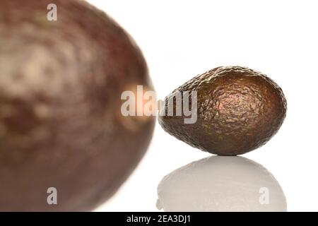 Deux avocados entiers verts foncés arrondis délicieux nourrissants sur un fond blanc. Banque D'Images