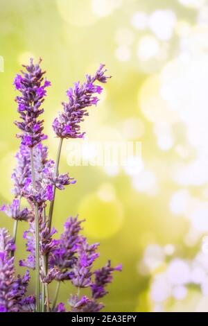 gros plan de fleurs de lavande avec mise au point sélective sur l'une d'entre elles sur fond vert avec bokeh, espace de copie vertical Banque D'Images