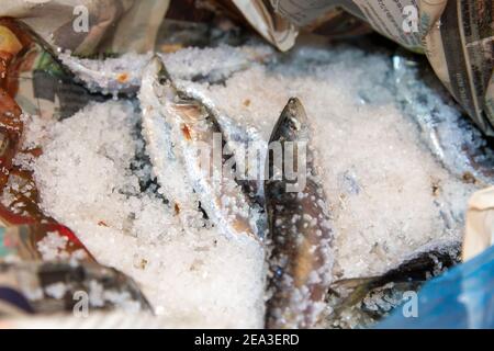 Sardines salées pendant le processus de salinisation. Ils doivent être mis parmi les différentes couches de gros sel, comme traditionnellement fait à Kalloni, Lesvos, Grèce Banque D'Images
