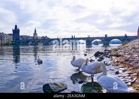 Des cygnes flottent sur la Vltava, Prague, république tchèque Banque D'Images
