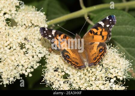 Portrait d'une dame américaine peinte papillon, Vanessa virginiensis, sur des fleurs de viburnum. Banque D'Images