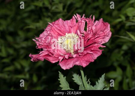 Gros plan d'un coquelicot rouge, Papaver somniferum, floraison. Banque D'Images