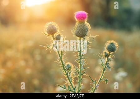 Fleur de Thistle pourpre dans les rayons du soleil levant. Plante médicale populaire et symbole de l'Ecosse Banque D'Images