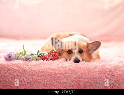 portrait d'un joli chien corgi avec de grandes oreilles couchées sur une couverture rose avec un bouquet de fleurs Banque D'Images
