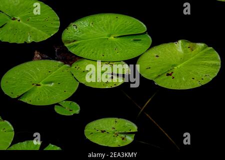 Plusieurs grands coussins de nénuphars vert vif flottant sur la surface d'eau douce bleue. Les feuilles rondes vertes ont une surface cireuse et une partie des feuilles. Banque D'Images