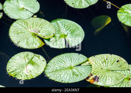 Plusieurs grands coussins de nénuphars vert vif flottant sur la surface d'eau douce bleue. Les feuilles rondes vertes ont une surface cireuse et une partie des feuilles. Banque D'Images