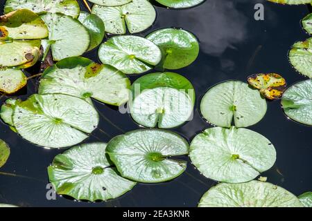 Plusieurs grands coussins de nénuphars vert vif flottant sur la surface d'eau douce bleue. Les feuilles rondes vertes ont une surface cireuse et une partie des feuilles. Banque D'Images