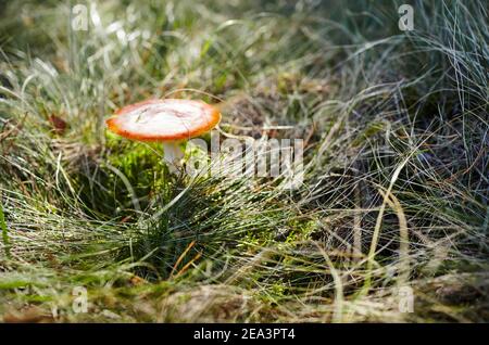 Champignon toxique et hallucinogène Fly agaric dans l'herbe sur fond de forêt d'automne. Amanita muscaria, champignon toxique. Mise au point sélective, arrière-plan flou Banque D'Images