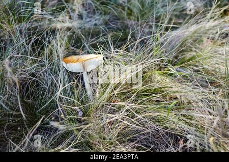 Champignon toxique et hallucinogène Fly agaric dans l'herbe sur fond de forêt d'automne. Amanita muscaria, champignon toxique. Mise au point sélective, arrière-plan flou Banque D'Images