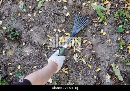 Femme jardinant dans l'arrière-cour. Les mains du jardinier utilisent un râteau pour libérer le sol pour planter des semences et des plantes Banque D'Images