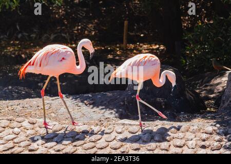Flamingos chiliens, Phoenicopterus chilensis, dans un étang pour ces oiseaux dans une propriété ou un centre dédié à la faune marine. Banque D'Images