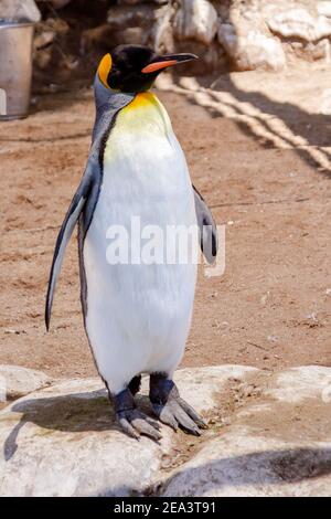 Pingouin roi pleine longueur, Aptenodytes patagonicus. Dans une station de reproduction et de récupération. Pendant l'été dans l'Atlantique Sud. Banque D'Images