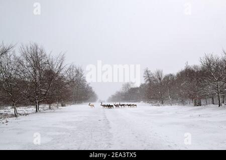 Un troupeau de cerfs, quelques cerfs avec des bois, traverse la large promenade à Knole Park, Sevenoaks, Kent, Angleterre, le 7 février 2021, au milieu d'un blizzard de tempête de neige Banque D'Images