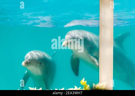 Deux grands dauphins dans une piscine d'aquarium vue à travers le Les mammifères marins en verre regardent de la piscine Banque D'Images