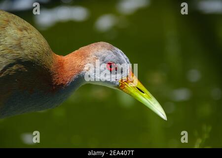 Gros plan d'un géant Wood-Rail, aramides ypecaha, Ibera Marshes, province de Corrientes, Argentine Banque D'Images