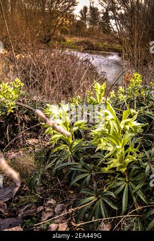 Accent sélectif sur les plantes Helleborus argutifolius ou corses d'hellebore près une rivière en automne en photo verticale Banque D'Images