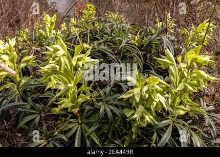 Accent sélectif sur les plantes Helleborus argutifolius ou corses d'hellebore près une rivière en automne en photo horizontale Banque D'Images