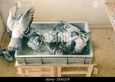 Vue de dessus d'un groupe de pigeons de course se baignant ensemble dans un plateau avec de l'eau Banque D'Images