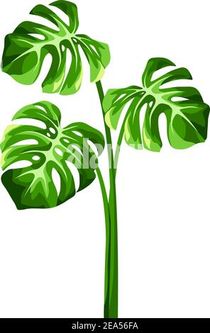Les feuilles de la monstère tropicale vectorielle sont isolées sur un fond blanc. Illustration de Vecteur