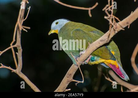 Apple Valley, Minnesota. Une colombe de fruits à naped noire mâle, Ptilinopus melanospilus perché sur une branche. Banque D'Images