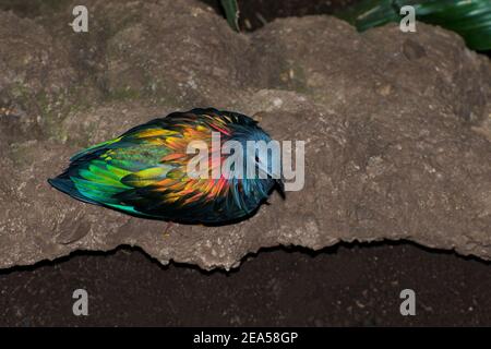 Apple Valley, Minnesota. Un terrain coloré demeure Nicobar Pigeon, Caloenas nicobarica assis sur le terrain. Banque D'Images