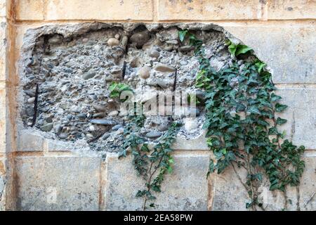 mur détruit avec des plantes Banque D'Images