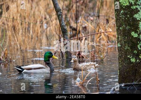 Un canard colvert mâle (Aras platyrhynchos) nage sous la pluie au parc Huntley Meadows. Le canard quintessence dans la plupart de sa gamme, trouvé partout W Banque D'Images