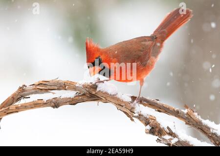 Cardinal du Nord perchée sur un membre (cardinal cardinalis), est Amérique du Nord, par Dominique Braud/Dembinsky photo Assoc Banque D'Images