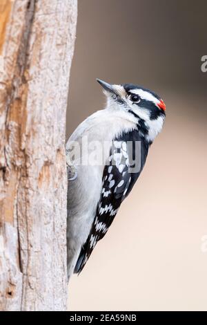 Downy Woodpecker, homme, (Picoides pubescens), hiver, E Amérique du Nord, par Dominique Braud/Dembinsky photo Assoc Banque D'Images