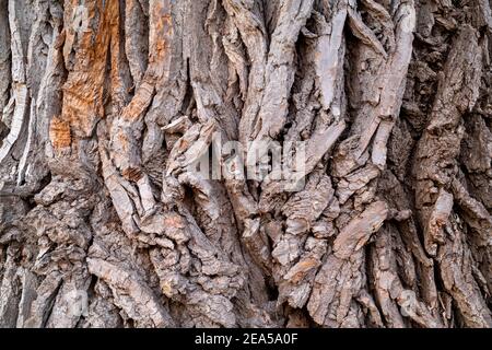 Écorce d'arbre de coton de l'est (Populus deltoides), E USA, par Dominique Braud/Dembinsky photo Assoc Banque D'Images