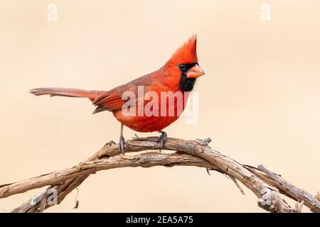 Cardinal du Nord perchée sur un membre (cardinal cardinalis), est Amérique du Nord, par Dominique Braud/Dembinsky photo Assoc Banque D'Images