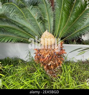 Cône doré d'une fleur ou d'une fleur femelle, du palmier sagou, Cycas Revoluta, au milieu du feuillage feulier Banque D'Images