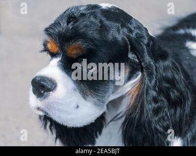 Portrait d'un jeune Cocker américain de race noire et blanche Spaniel beige Banque D'Images