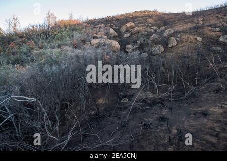 La végétation vivante et la frontière que les feux de forêt ont atteint, un écosystème sain d'un côté et un paysage brûlé de l'autre. En Californie. Banque D'Images