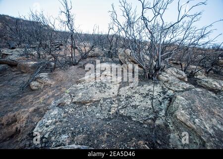 Le paysage brûlé à la suite de feux de forêt dans les montagnes de la chaîne côtière de Californie, le feu a balayé la zone brûlant toute la végétation. Banque D'Images