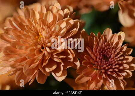 Orange et jaune Marigolds en été Banque D'Images
