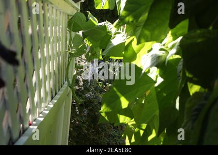 Vignes de jardin Banque D'Images