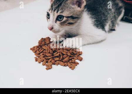 Tabby Cat mange de la nourriture sèche pour chats à partir d'un sol blanc Banque D'Images