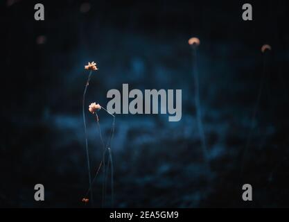 Petites fleurs rétroéclairées sur le terrain de couleur sombre Banque D'Images